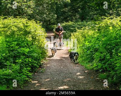 Männlicher Hundeläufer, der im Juli vier Collie Dogs entlang des Woodland Footpath (National Forest Way) spaziert, Ticknall, Derbyshire, England, Großbritannien Stockfoto