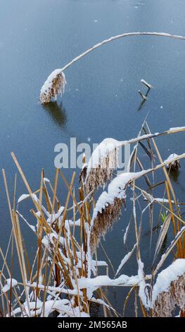 Ein verschneiter Schilf, gebogen an der gefrorenen Seeküste, über der gefrorenen Seenoberfläche im Winter Stockfoto