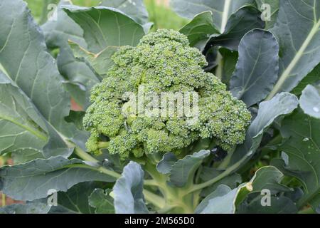 Nahaufnahme von Brokkoli, der in einem Garten wächst Stockfoto