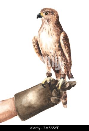 Falknerei. Der Falke sitzt auf einer Hand mit Handschuhen. Handgezeichnete Aquarelldarstellung isoliert auf weißem Hintergrund Stockfoto