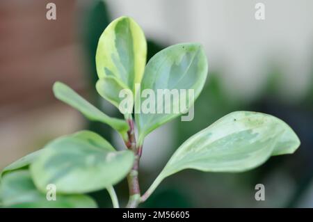 Peperomia obtusifolia, Baby Rubber Plant oder Pepper face oder PIPERACEAE oder bicolor leaf Stockfoto