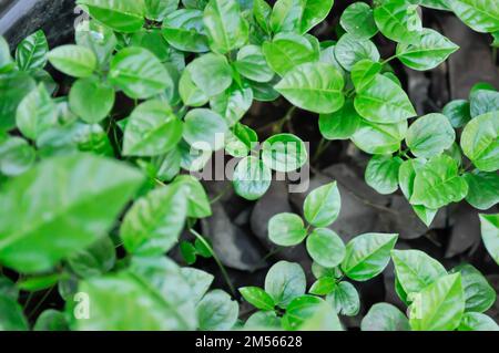 Passionsfrucht, Passiflora edulis, Passionsfrucht oder Maracuja Stockfoto