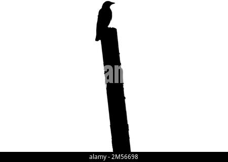Vogel auf einer Holzstange. Vektordarstellung Stock Vektor