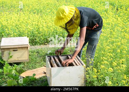 Dhaka, Bangladess. 23. Dezember 2022. Imker sammeln Honig von Bienen auf einem Feld mit gelben Senfblumen im Dorf Srinagar upazila im Bezirk Munshiganj. Am 23. dezember 2022 in Dhaka, Bangladesch. (Kreditbild: © S.A Masum/Eyepix via ZUMA Press Wire) Stockfoto