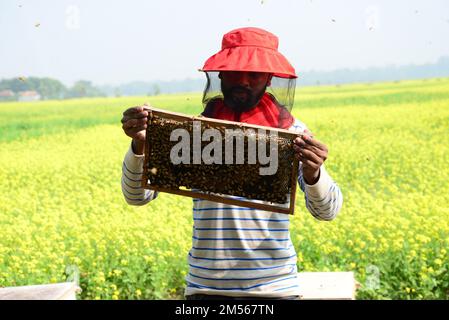 Dhaka, Bangladess. 23. Dezember 2022. Imker sammeln Honig von Bienen auf einem Feld mit gelben Senfblumen im Dorf Srinagar upazila im Bezirk Munshiganj. Am 23. dezember 2022 in Dhaka, Bangladesch. (Kreditbild: © S.A Masum/Eyepix via ZUMA Press Wire) Stockfoto