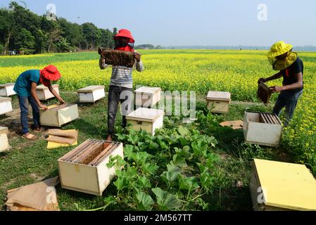 Dhaka, Bangladess. 23. Dezember 2022. Imker sammeln Honig von Bienen auf einem Feld mit gelben Senfblumen im Dorf Srinagar upazila im Bezirk Munshiganj. Am 23. dezember 2022 in Dhaka, Bangladesch. (Kreditbild: © S.A Masum/Eyepix via ZUMA Press Wire) Stockfoto