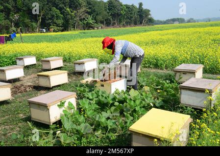 Dhaka, Bangladess. 23. Dezember 2022. Imker sammeln Honig von Bienen auf einem Feld mit gelben Senfblumen im Dorf Srinagar upazila im Bezirk Munshiganj. Am 23. dezember 2022 in Dhaka, Bangladesch. (Kreditbild: © S.A Masum/Eyepix via ZUMA Press Wire) Stockfoto