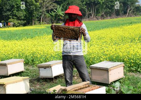 Dhaka, Bangladess. 23. Dezember 2022. Imker sammeln Honig von Bienen auf einem Feld mit gelben Senfblumen im Dorf Srinagar upazila im Bezirk Munshiganj. Am 23. dezember 2022 in Dhaka, Bangladesch. (Kreditbild: © S.A Masum/Eyepix via ZUMA Press Wire) Stockfoto