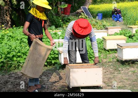 Dhaka, Bangladess. 23. Dezember 2022. Imker sammeln Honig von Bienen auf einem Feld mit gelben Senfblumen im Dorf Srinagar upazila im Bezirk Munshiganj. Am 23. dezember 2022 in Dhaka, Bangladesch. (Kreditbild: © S.A Masum/Eyepix via ZUMA Press Wire) Stockfoto