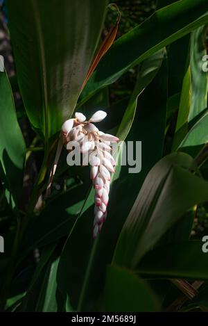 Blassrosa Blüten von Alpinia Zerumbet oder Muschelginger. Exotische asiatische Flora Stockfoto