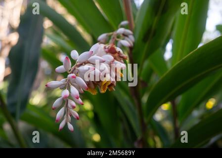 Blassrosa, rote und gelbe Blüten von Alpinia Zerumbet oder Shell Ingwer Stockfoto