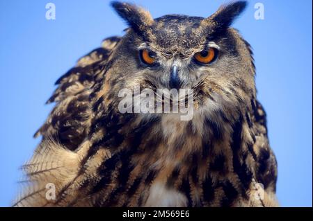 Eine Eule des Eurasischen Adlers starrt geradeaus Stockfoto