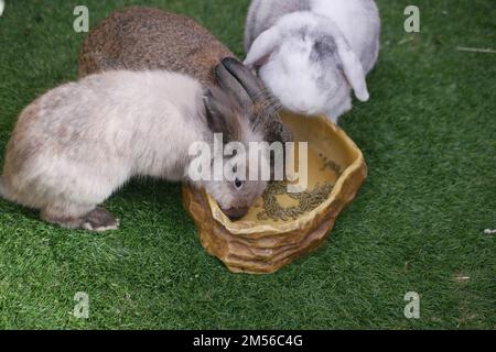 Ich Frage mich, ob Rabit Essen isst, Draufsicht Stockfoto