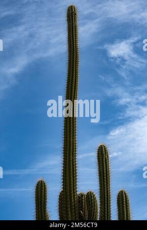 Der Vordergrund der Spitze einer Kaktuspflanze. Vorderansicht einer Kaktuspflanze, die sich vor dem hellblauen Himmel erhebt. Stockfoto