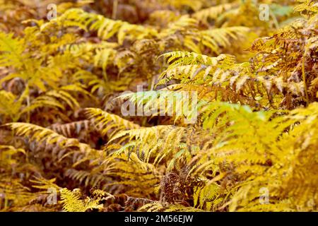 Bracken (pteridium aquilinum), Nahaufnahme des gemeinen Milchfarns in seinen gelben und braunen Herbstfarben. Stockfoto