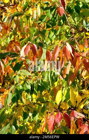 Kirsche (prunus avium), Nahaufnahme der Blätter des Baums, wenn sie sich im Herbst von grün über gelb zu rot ändern. Stockfoto