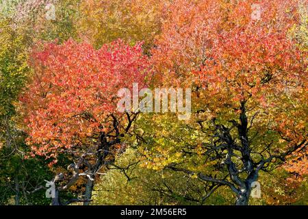 Kirsche (prunus avium), mit Schwerpunkt auf zwei Bäumen, die in einem kleinen, glänzenden Holz in den Herbstfarben wachsen. Stockfoto