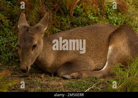 Eine Nahaufnahme eines sibirischen Moschushirsches (Moschus moschiferus) auf dem Boden in einem Wald Stockfoto