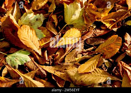 Nahaufnahme des Laubstreuers auf einem Waldboden, seitlich beleuchtet und von hinten beleuchtet von einer niedrigen warmen Herbstsonne. Stockfoto