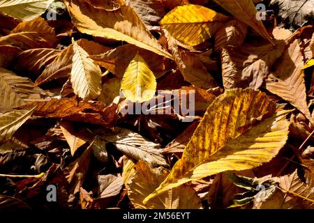 Nahaufnahme des Laubstreuers auf einem Waldboden, seitlich beleuchtet und von hinten beleuchtet von einer niedrigen warmen Herbstsonne. Stockfoto