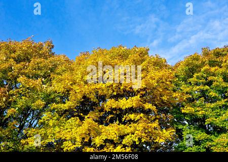 Sycamore (acer pseudoplatanus) mit einer Linie von drei Bäumen, die in ihren Herbstfarben vor einem blauen Himmel glänzen. Stockfoto