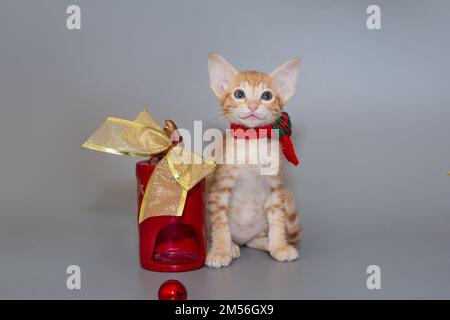 Kleines orientalisches Kätzchen mit rotem Schal auf grauem Hintergrund Stockfoto