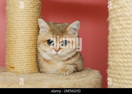 Eine rote schottische Katze mit grünen Augen sitzt auf einem Regal eines Kratzers Stockfoto