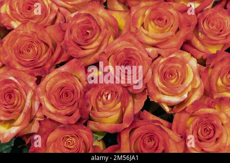 Aus Kolumbien importierte Rosen, die in Miami im Studio fotografiert wurden Stockfoto