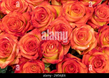 Aus Kolumbien importierte Rosen, die in Miami im Studio fotografiert wurden Stockfoto