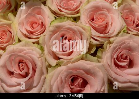 Aus Kolumbien importierte Rosen, die in Miami im Studio fotografiert wurden Stockfoto