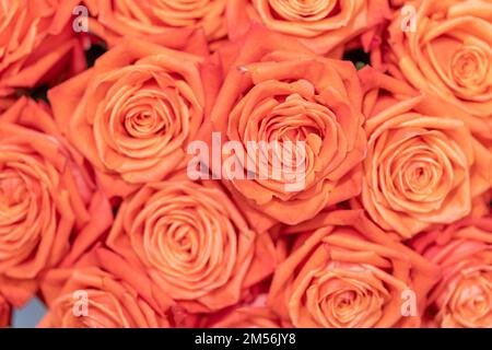 Aus Kolumbien importierte Rosen, die in Miami im Studio fotografiert wurden Stockfoto