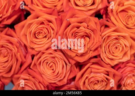 Aus Kolumbien importierte Rosen, die in Miami im Studio fotografiert wurden Stockfoto