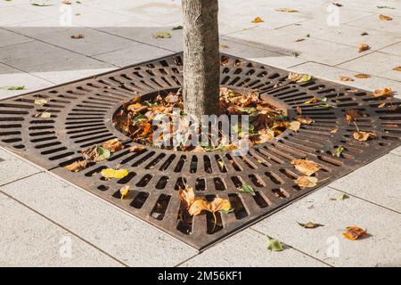 Metalldrainagitter auf dem Gehweg um einen Baum in Slowenien Stockfoto