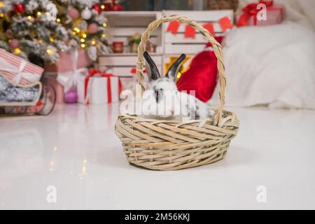 Ein Neujahrshase mit Weihnachtsmannmütze sitzt in einem Korb auf verschwommenem Hintergrund. Neujahrsgeschenke und -Dekorationen, Symbol des Jahres 2023. Weißes graues Kaninchen Stockfoto