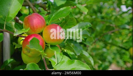 Die Äpfel hängen an einem Ast im Garten. Apfelbaum mit rosigen, lebhaften Früchten reift im Obstgarten. Wind schüttelt grüne Blätter. Hochwertige Nahaufnahmen Stockfoto