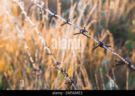 Rostige Stacheldraht-Spitze bei Sonnenaufgang Stockfoto