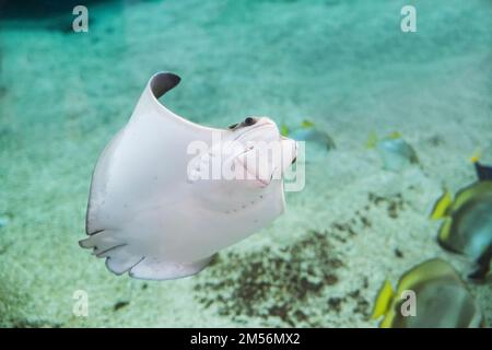 Stachelrochen im Nordmeer. Unterwasserfoto Stockfoto