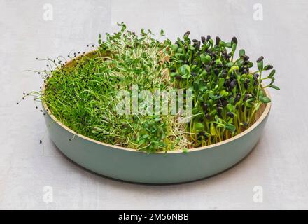 Tonschale mit drei Arten von Mikrogreens Stockfoto