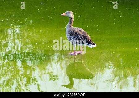 Die Graugans (Anser anser) steht im See. Stockfoto