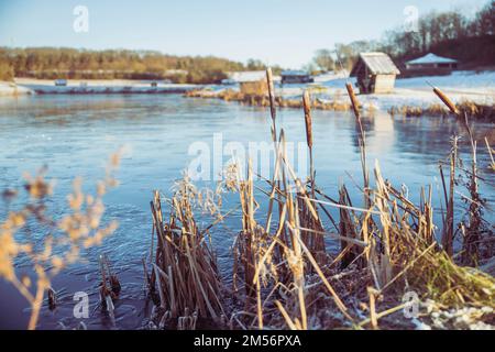 Reed auf einem Wintersee in Dänemark Stockfoto