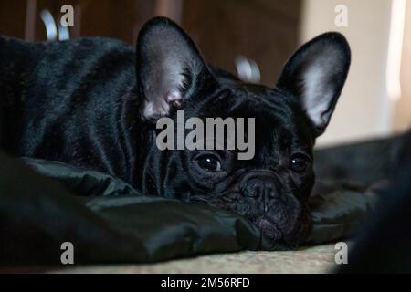 Der verschlafene französische Bulldogge liegt auf dem Bodenporträt Stockfoto