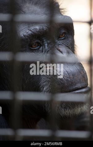 Porträt eines unglücklich aussehenden Gefangenen ChimpanzeePan troglodytes Rockhampton Australia Stockfoto