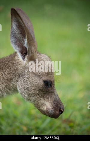 Waise Eastern Grey Känguru joey. Macropus giganteus Male Bundaberg Australien Stockfoto