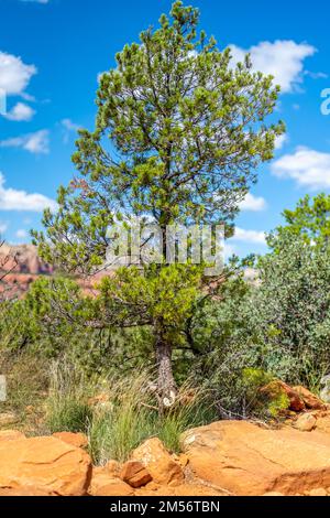 Eine vertikale Aufnahme von Pinus hartwegii, der auf Felsen in einer bergigen Landschaft wächst Stockfoto