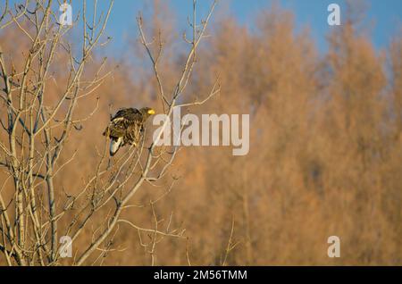 Der junge Stellersche Seeadler Haliaeetus pelagicus. Kiyosato. Hokkaido. Japan. Stockfoto