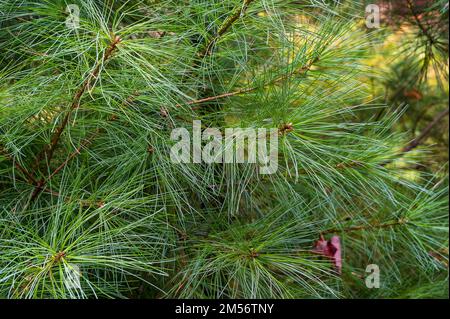 Nahaufnahme weißer Piniennadeln mit Kopierraum pinus Strobus Stockfoto