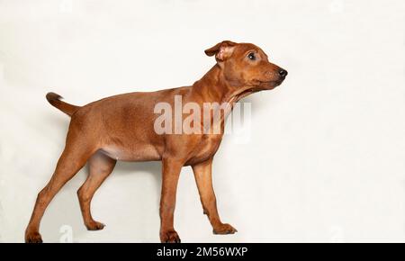 Das lustige Hündchen steht seitlich auf einem hellen Hintergrund. Ein neugieriger Welpe sieht auf. Ein kleiner wissbegieriger Hund. Mini-Pinscher. Stockfoto