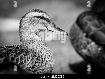 Nahaufnahme einer Stockenten in Schwarz-Weiß Stockfoto