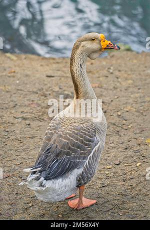 Hausgänse im Dorf, Anser anser domesticus oder Anser cygnoides domesticus, domestizierte Graugans, Schwanengänse in rustikaler Umgebung. Groß Stockfoto