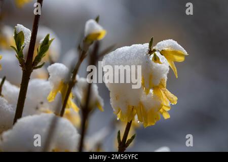 Eine Nahaufnahme der schneebedeckten gelben Forsythia-Blumen, die von Sonnenstrahlen auf einem unscharfen Hintergrund beleuchtet werden Stockfoto